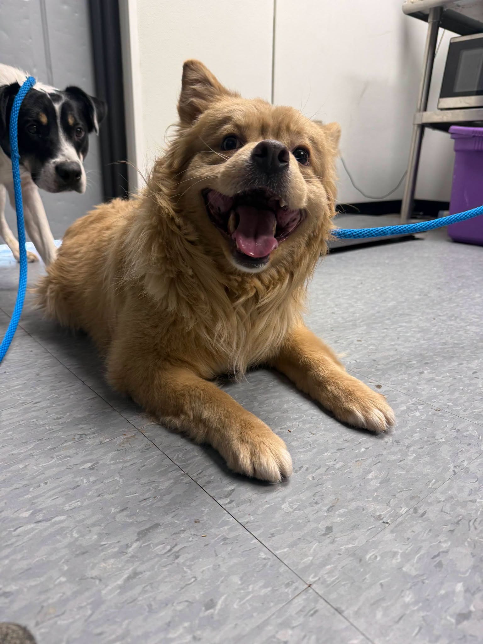 Aslan, Chow Chow