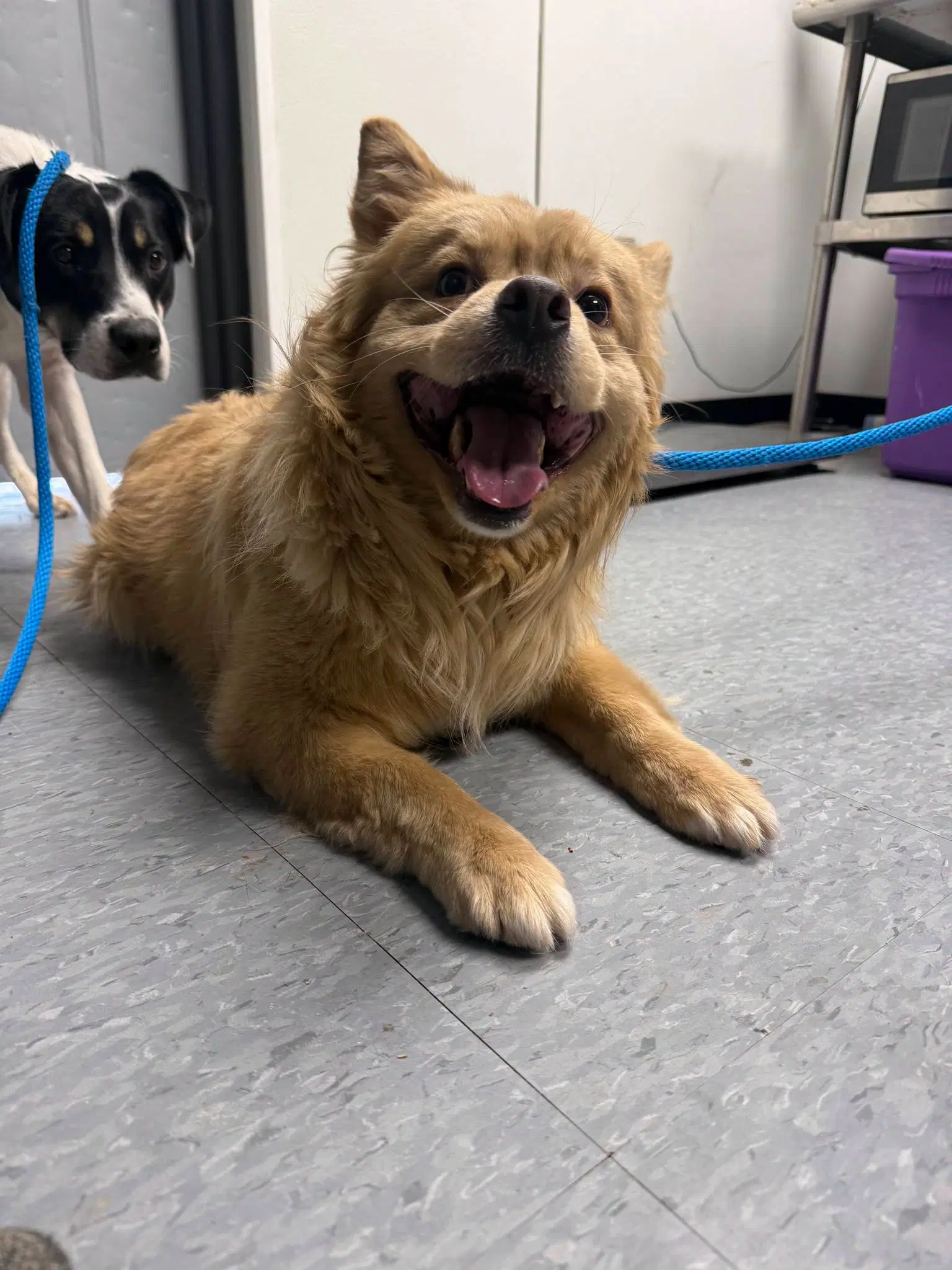 Aslan - Chow Chow