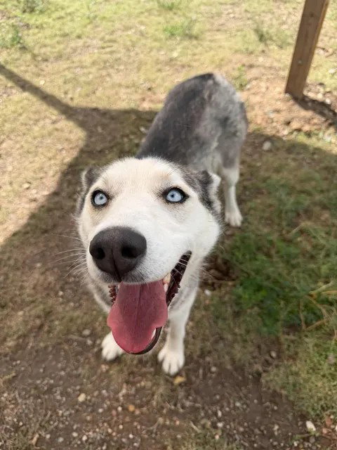 Oona, Husky