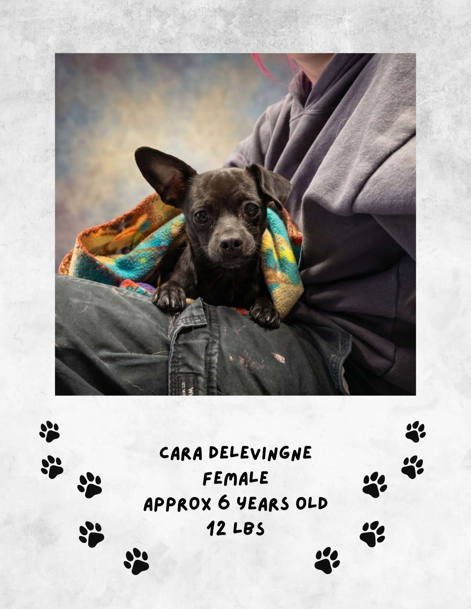 Cara Delevigne, Chihuahua