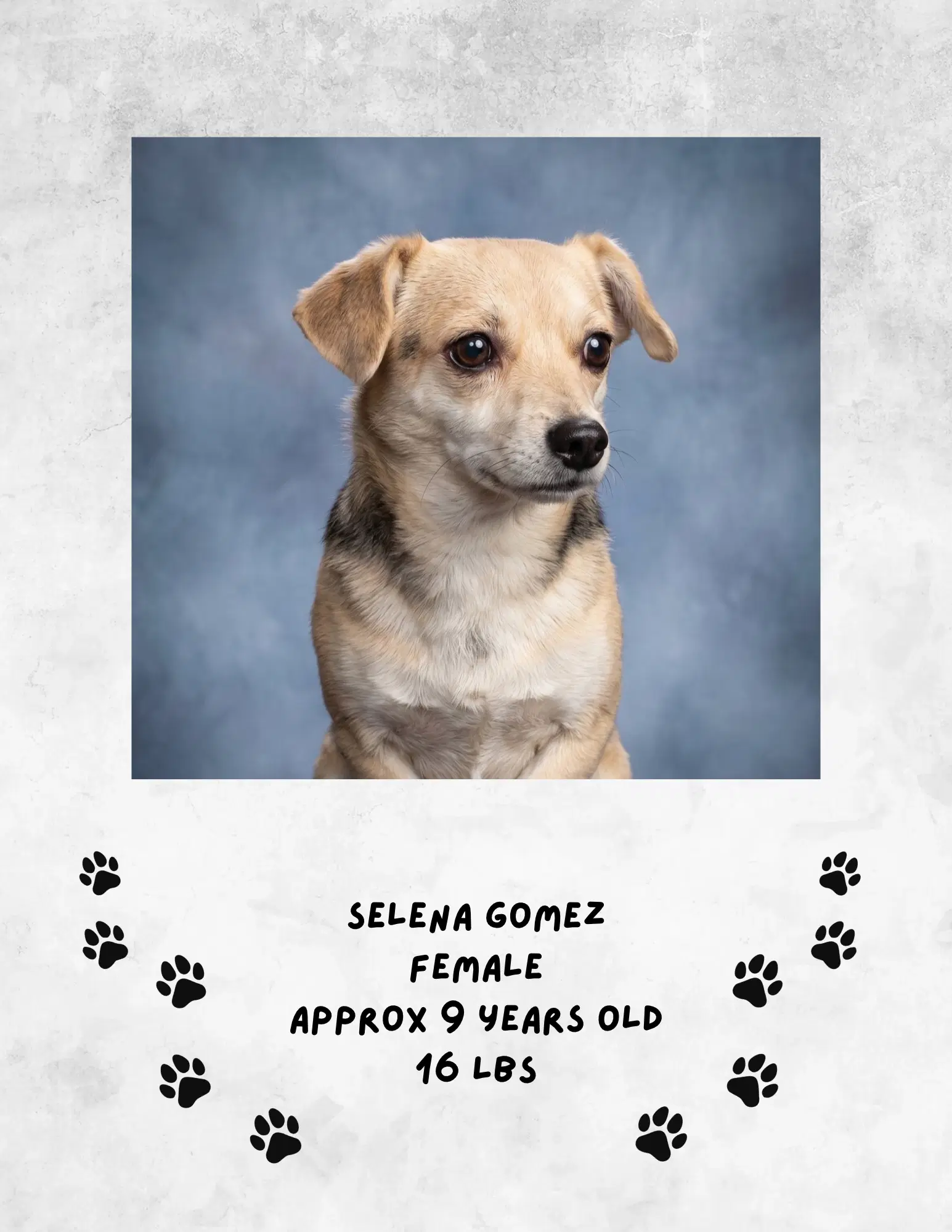 Selena Gomez - Chihuahua