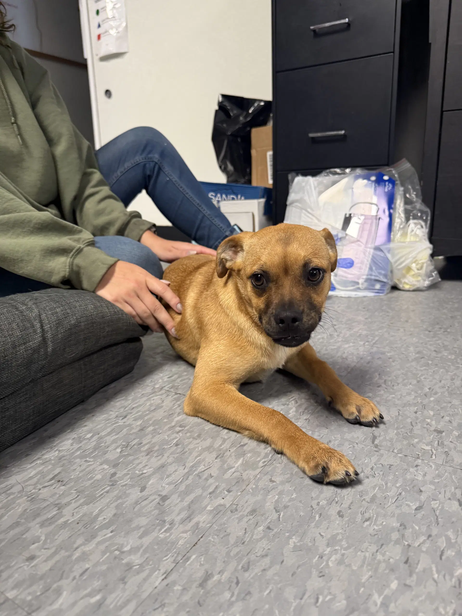 Skittles - Pug