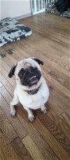 adoptable Dog in vacaville, CA named Bingo