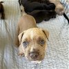 adoptable Dog in maitland, FL named Edward (Royal Family)