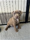 adoptable Dog in  named Beatrice (Royal Family)