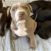 adoptable Dog in maitland, FL named Helena (Royal Family)