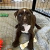adoptable Dog in maitland, FL named Arthur (Royal Family)