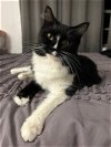 adoptable Cat in maitland, FL named Harley