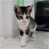 adoptable Cat in maitland, FL named Baptiste