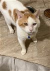adoptable Cat in maitland, FL named Echo