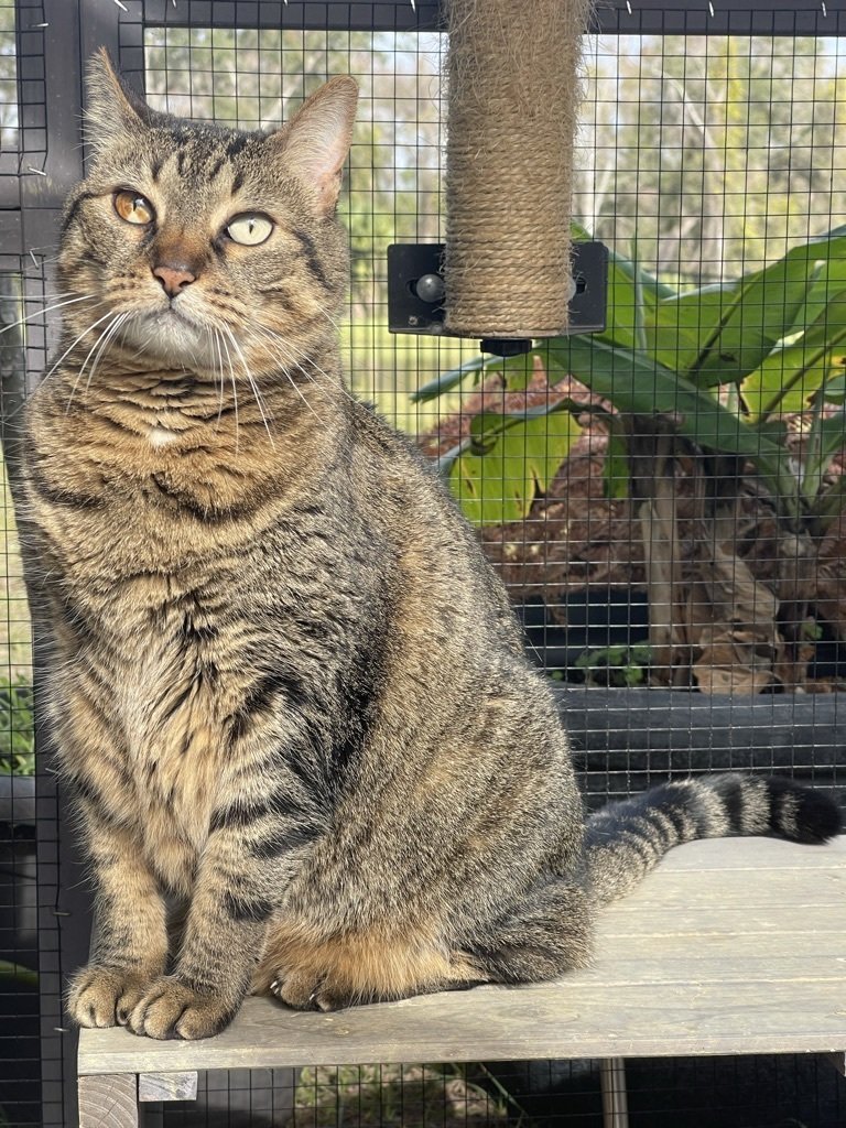 adoptable Cat in Maitland, FL named Chloe (brown)