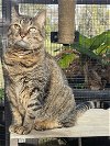 adoptable Cat in maitland, FL named Chloe (brown)