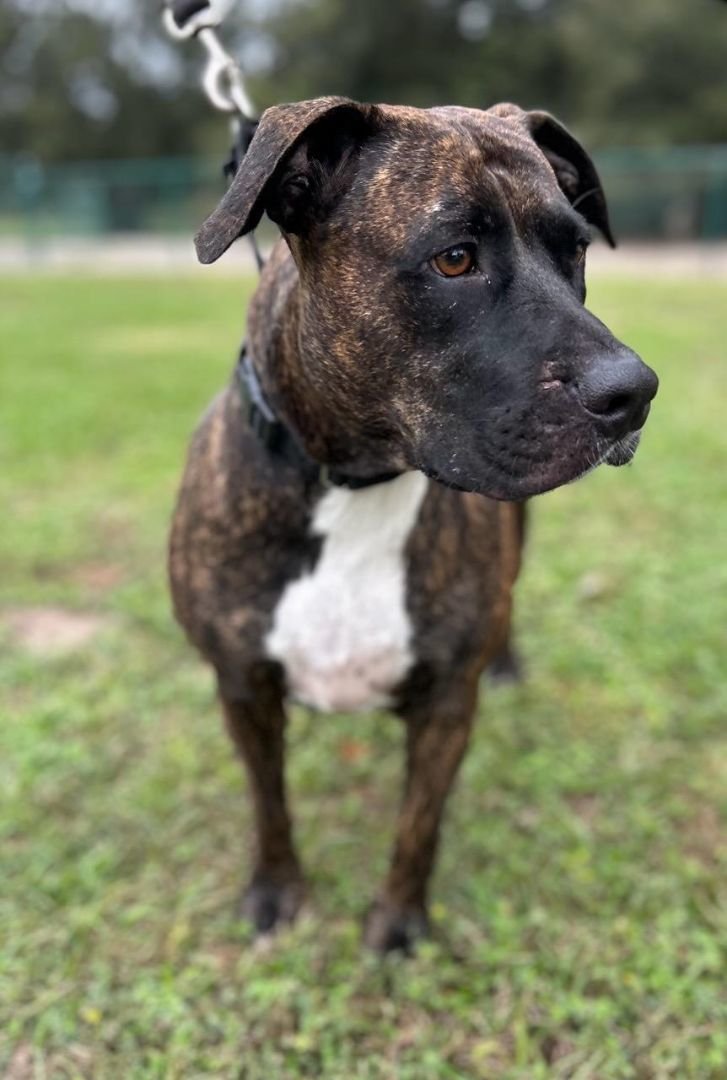 adoptable Dog in Maitland, FL named Fiona