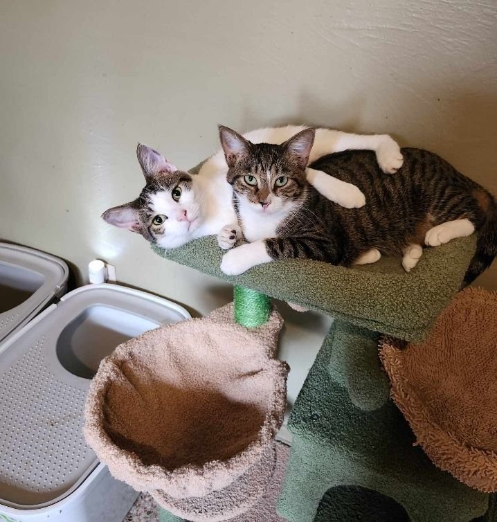 adoptable Cat in Maitland, FL named DJ and Kimmie