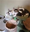 adoptable Cat in maitland, FL named DJ and Kimmie