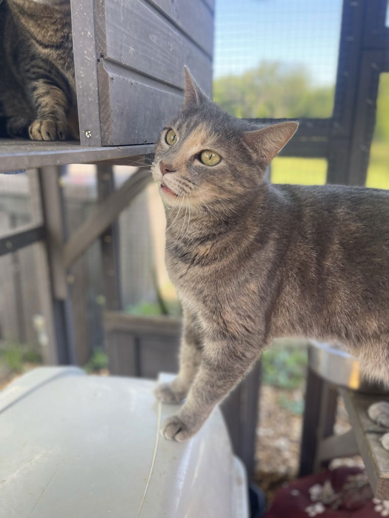 adoptable Cat in Maitland, FL named Midnight