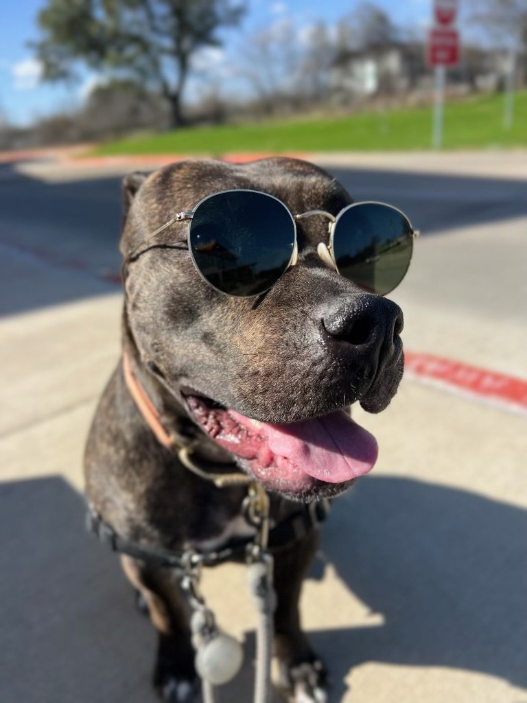 adoptable Dog in Austin, TX named Luna