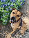 adoptable Dog in austin, TX named Amethyst