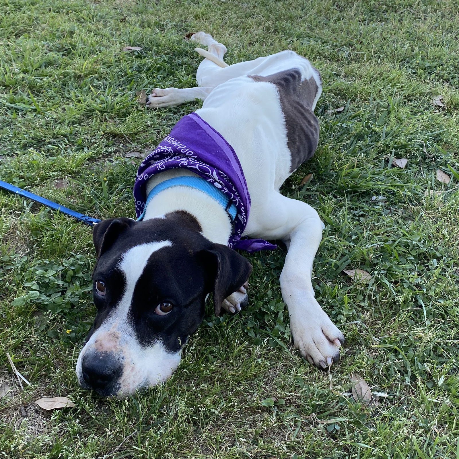 adoptable Dog in Austin, TX named Daisy