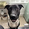 adoptable Dog in austin, TX named Milo