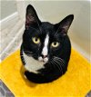 adoptable Cat in austin, TX named Theodore