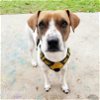 adoptable Dog in austin, TX named Corazon