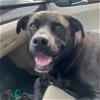 adoptable Dog in austin, TX named El