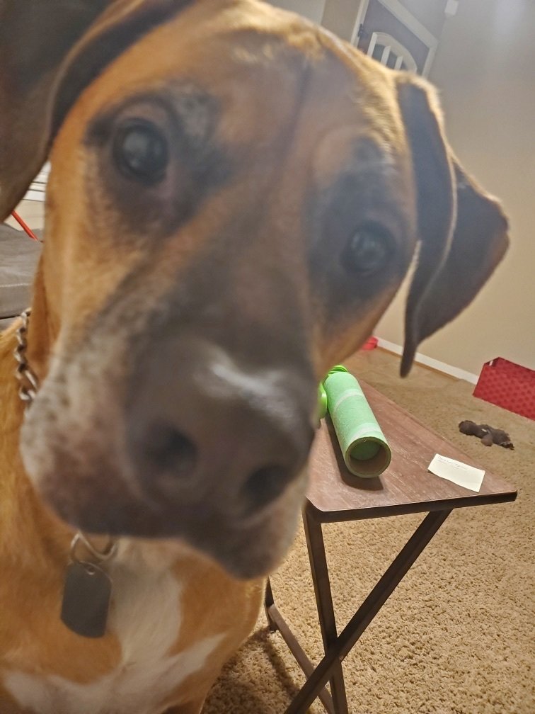 adoptable Dog in Austin, TX named Beau