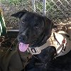 adoptable Dog in austin, TX named Lucky Dog