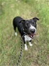 adoptable Dog in austin, TX named Cookie