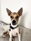 adoptable Dog in Austin, TX named Brady Pork Chop