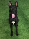 adoptable Dog in pensacola, FL named Midnight