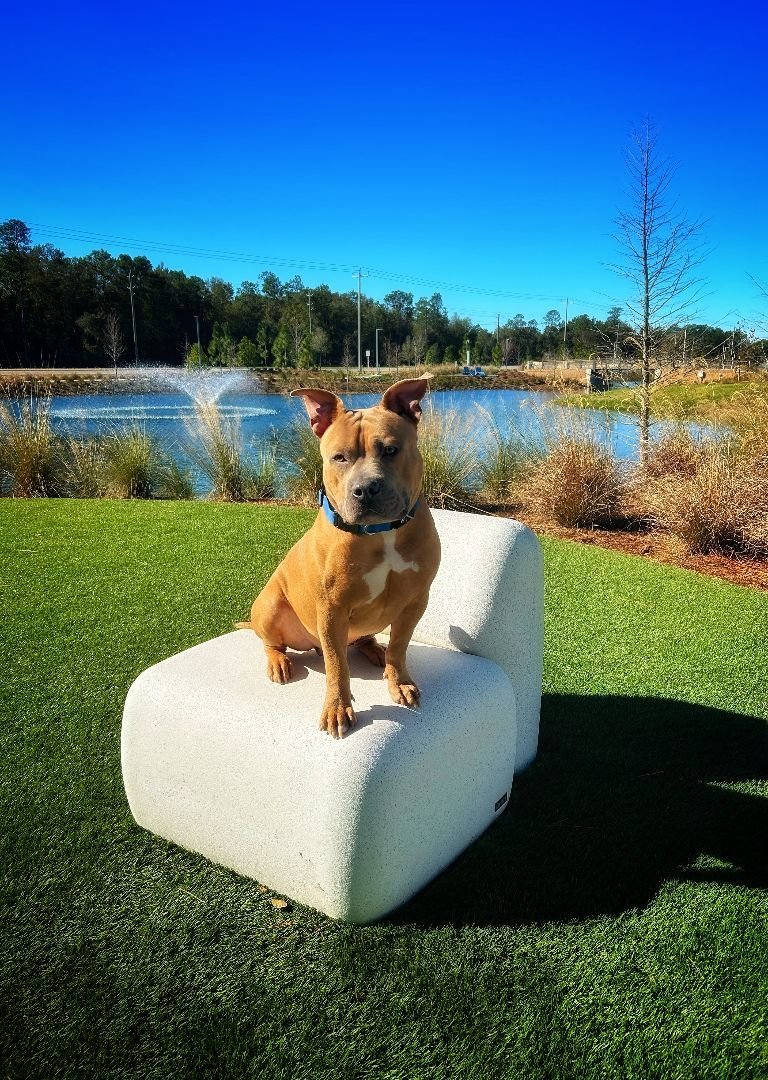 adoptable Dog in Pensacola, FL named Eddie