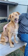 adoptable Dog in pensacola, FL named Romeo