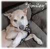 adoptable Dog in pensacola, FL named Smiley