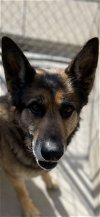 adoptable Dog in franklin, IN named Hans