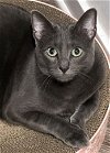 adoptable Cat in saint petersburg, FL named Klaus