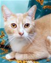 adoptable Cat in saint petersburg, FL named Katch