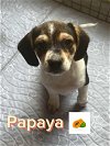adoptable Dog in  named Papaya