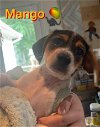 adoptable Dog in  named Mango