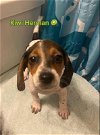 adoptable Dog in  named Kiwi