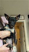 adoptable Dog in fuquay varina, NC named Beta