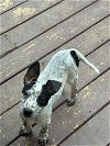adoptable Dog in fuquay varina, NC named Charlie