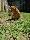 adoptable Dog in fuquay varina, NC named Fava *Medical Adoption*