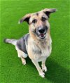 adoptable Dog in fuquay varina, NC named Bella