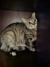 adoptable Cat in fuquay varina, NC named Robin