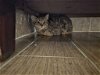 adoptable Cat in fuquay varina, NC named Savannah