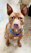 adoptable Dog in  named Stitch