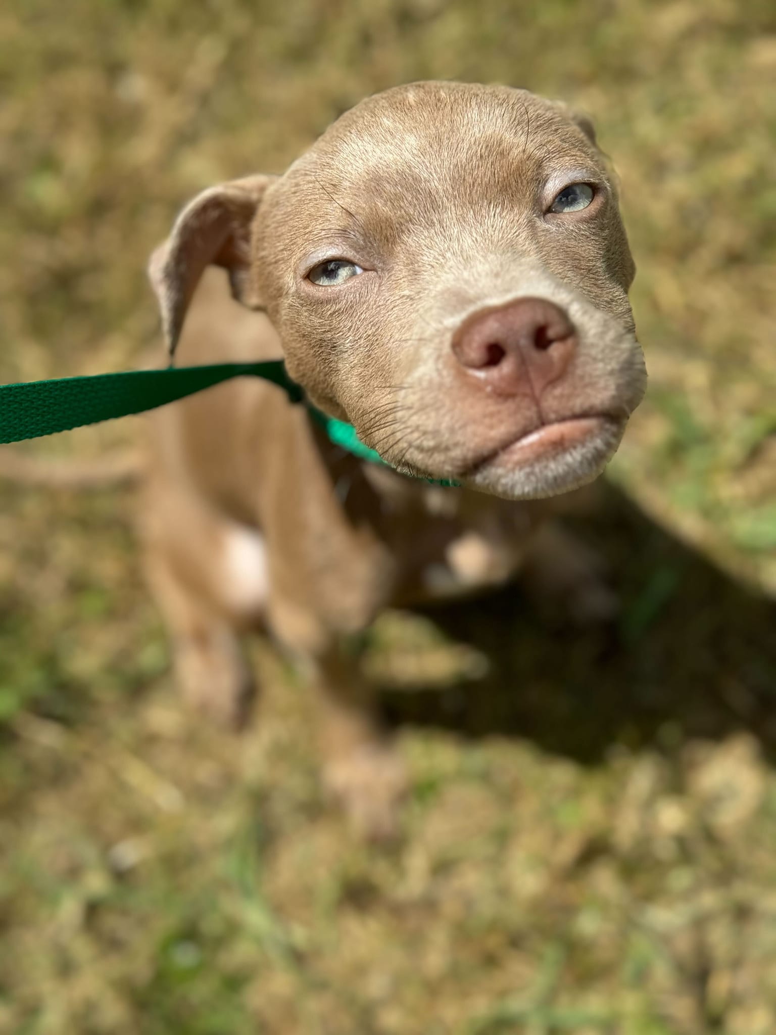 adoptable Dog in Holly Springs, NC named Baller