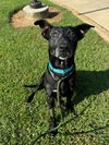 adoptable Dog in fuquay varina, NC named Max *Senior*